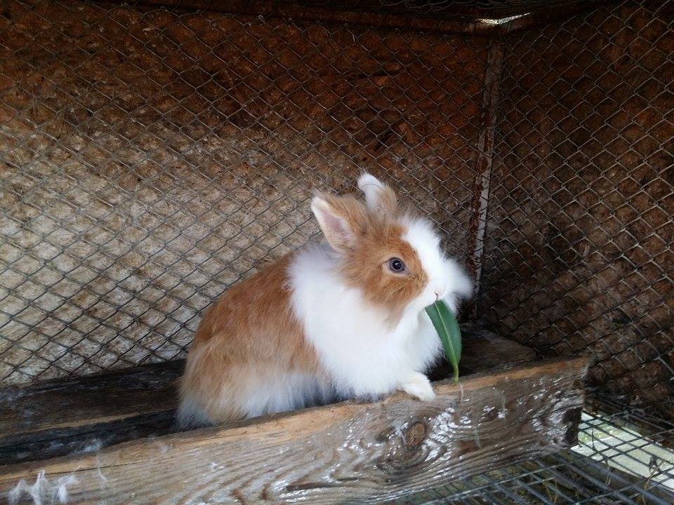 Ferma Animalelor